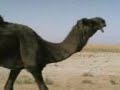 موقع سمان الهرج الشعبي مزاين مزايين الابل ابل بعير ناقه ناقة فحل مجاهيم وضح قصايد قصيده قلطات قلطه شعر اشعار الهاجري القحطاني العتيبي السبيعي اليامي العجمي المري الحربي الدوسري