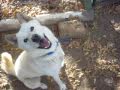 Korean Jindo Speaks!