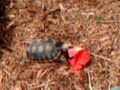 beasley the tortoise devours hibiscus flower