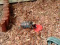beasley the tortoise devours hibiscus flower