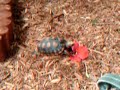 beasley the tortoise devours hibiscus flower