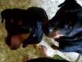 Peanut Butter Dogs