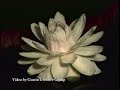 Water Lily Bloom Water Lily Bloom