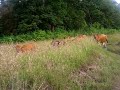 Mount Rinjani - Day1 - Beautiful sound of cow bell