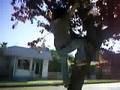 la bajada del arbol