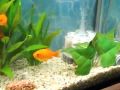 金魚な訳で