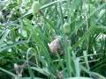 Different Argiope Aurantia Making Different Egg Sack (1)