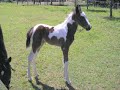 2006 crop of skewbald standardbred foals by Medicine Dance. 2006 crop of skewbald standardbred foals by Medicine Dance.