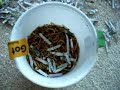 1000 Meal Worms for Blue Birds 1000 Meal Worms for Blue Birds