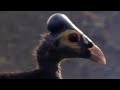 BBC Wild Nature: Unique Sulawesi Animals - Indonesian Fire Islands