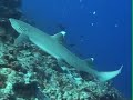 SCUBA Diving Saipan Naftan Point SCUBA Diving Saipan Naftan Point