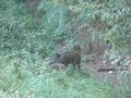 Jabali en Picos de Europa