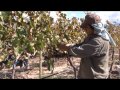 SIEMBRA Y COSECHA TV: Acciones para el desarrollo de la vitivinicultura en Tucumán.