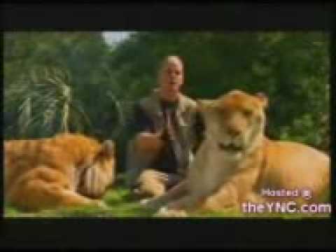 tiger liger
