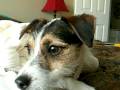 videos de Quadriplegic Puppy Eats Jesus on Toast and Moves Legs