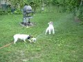 Archie vs the Sprinkler Archie vs the Sprinkler