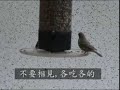 2005年10月在美國亞特蘭大的家裡後園攝拍曾未看過的松鼠偷吃,野烏爭食的過程.