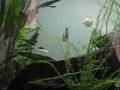 videos de Clown Loach