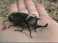 Wild Japanese Stag Beetle - Kabutomushi Rhinoceros Beetle Wild Japanese Stag Beetle - Kabutomushi Rhinoceros Beetle