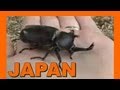 Wild Japanese Stag Beetle - Kabutomushi Rhinoceros Beetle