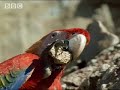 Macaw birds in the Amazon jungle - BBC wildlife Macaw birds in the Amazon jungle - BBC wildlife