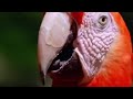 Macaw birds in the Amazon jungle - BBC wildlife