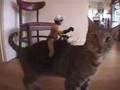 Kitty Cop