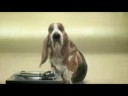 dj dog
