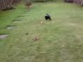Tara.wmv