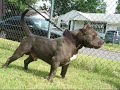 Dtownbullys DUBS part 3 (Razors Edge/Monster G) Dtownbullys DUBS part 3 (Razors Edge/Monster G)