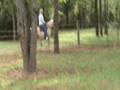 Awesome Palomino Paso Fino Mare!! Great Show Horse!! Professionally Trained!