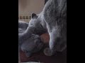 british shorthair 4