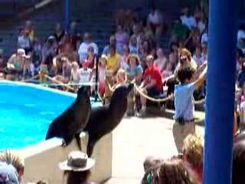 Sea Lion Show Part 1