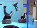 Sea Lion Show Part 1