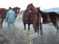 introducing the new horse Smokey to the herd