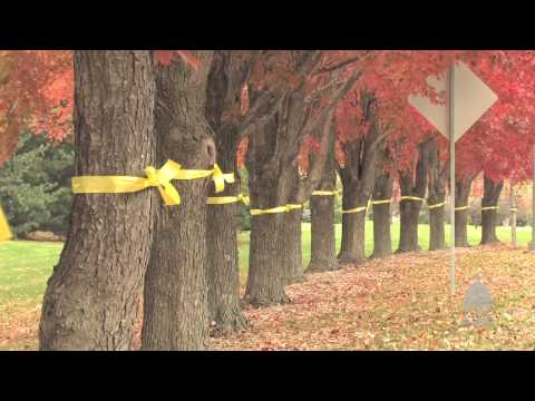 Yellow Ribbons for Veterans at UIS