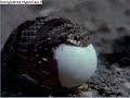 Swallowing Snake