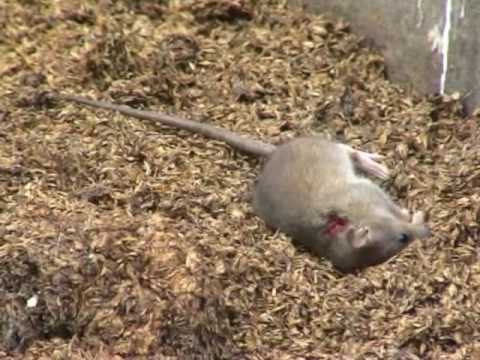 pest control - PEST CONTROL.
