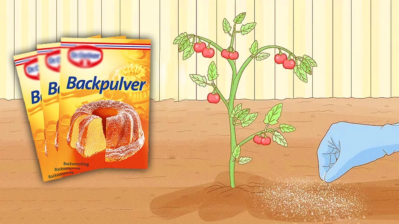 Backpulver ist der beste Freund eines Gärtners Hier sind 5 clevere