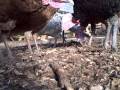 Toledo GROWs-Turkey revue pt2