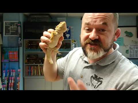 YouTube reptile video