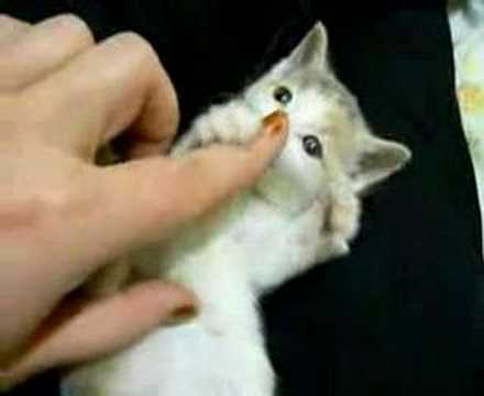 Cute Cats Youtube on Youtube  Cute Kittens 4979 Views Share