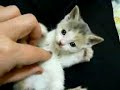 Malutki słodziutki kotek