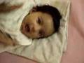 vanisha