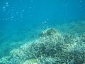 Click here to watch this video Best Snorkeling In The World