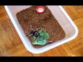 B.smithi attacks lateralis
