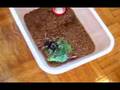 B.smithi attacks lateralis