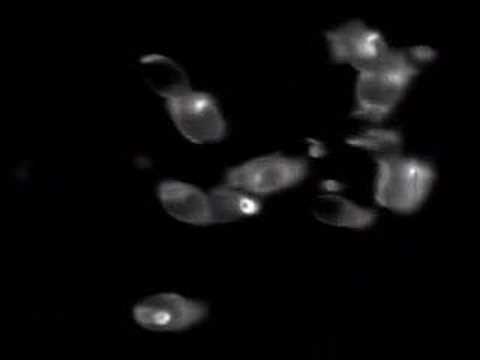 Dr Evil International Yeast Strain ...