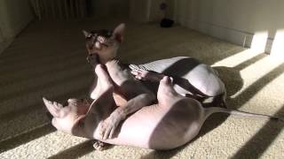 Play time in the sun (Sphynx)