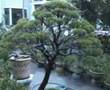 Bonsai PPM Anak Tupai - Halim Yazid